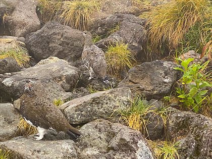 �����e�q�̂��o�}��